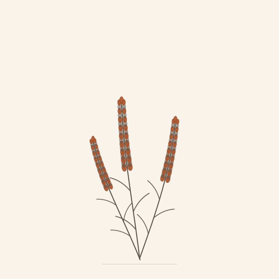 Ilustración botánica de ramas de lavanda en flor