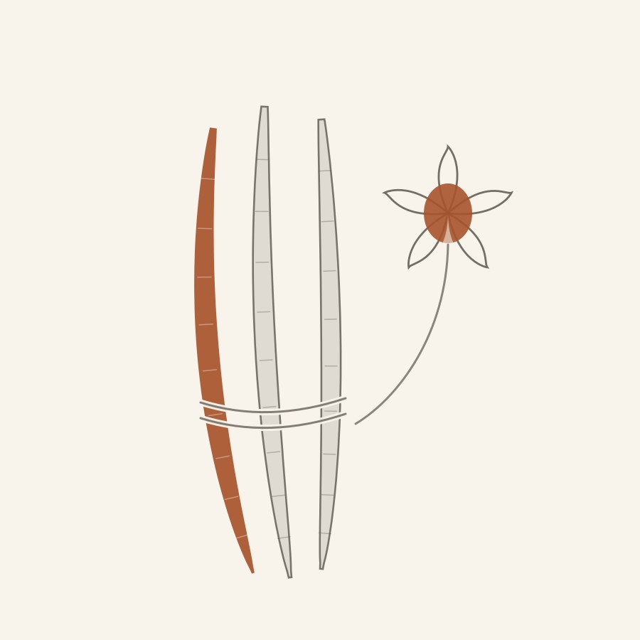Ilustración botánica de vainas de vainilla atadas y flor de orquídea